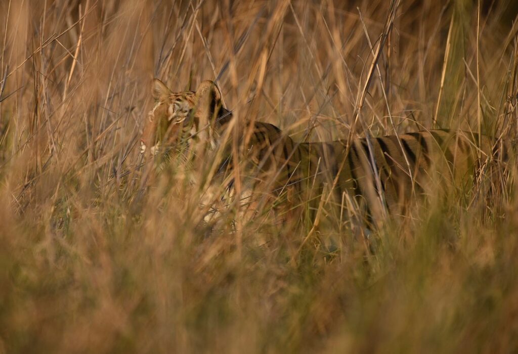 Certain species, such as the Bengal tiger, that are regarded as “charismatic” are often heralded as the ambassadors of conservation endeavors 