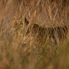 To take or not to take the ‘charismatic species’ approach in wildlife conservation