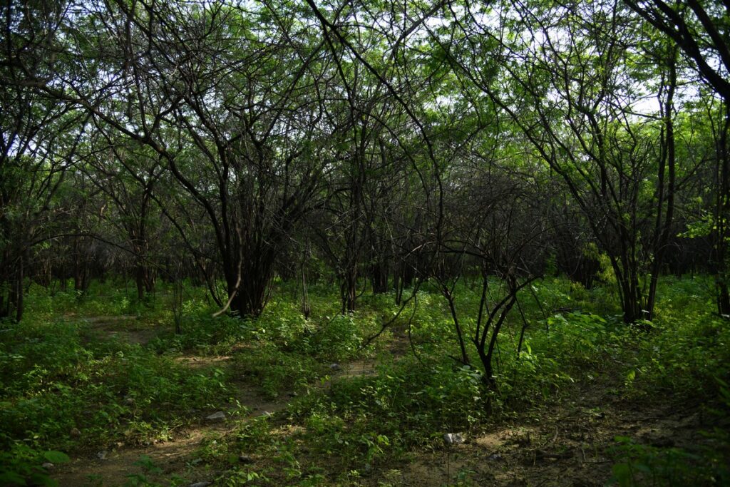 A dense thicket of Prosopis juliflora in Nimaaj, Rajasthan.