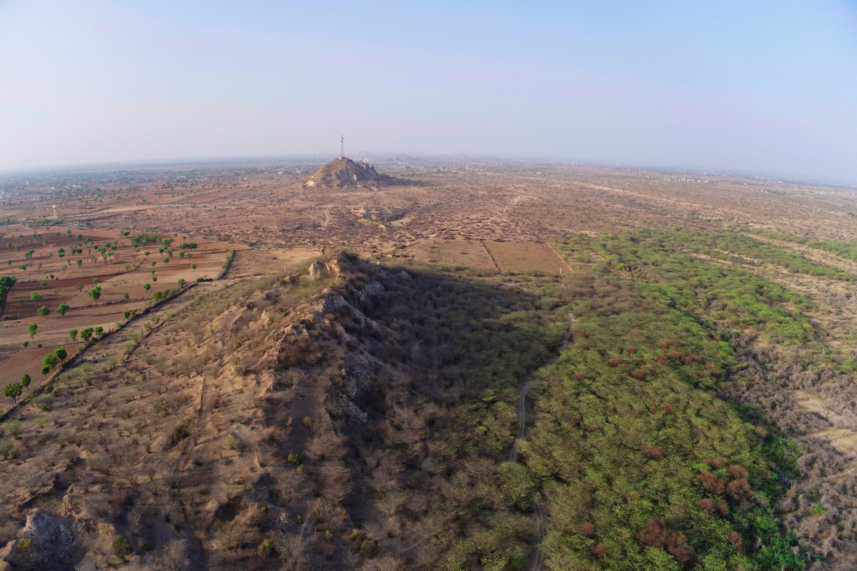 The dry landscapes of certain Indian states such as Rajasthan and Gujarat have come to look different over the past many decades. Some parts look greener and denser, even when they are not supposed to, ecologically speaking. This greenery hides a problem – one caused by a very controversial species: Prosopis juliflora, an invasive Central-South American plant.