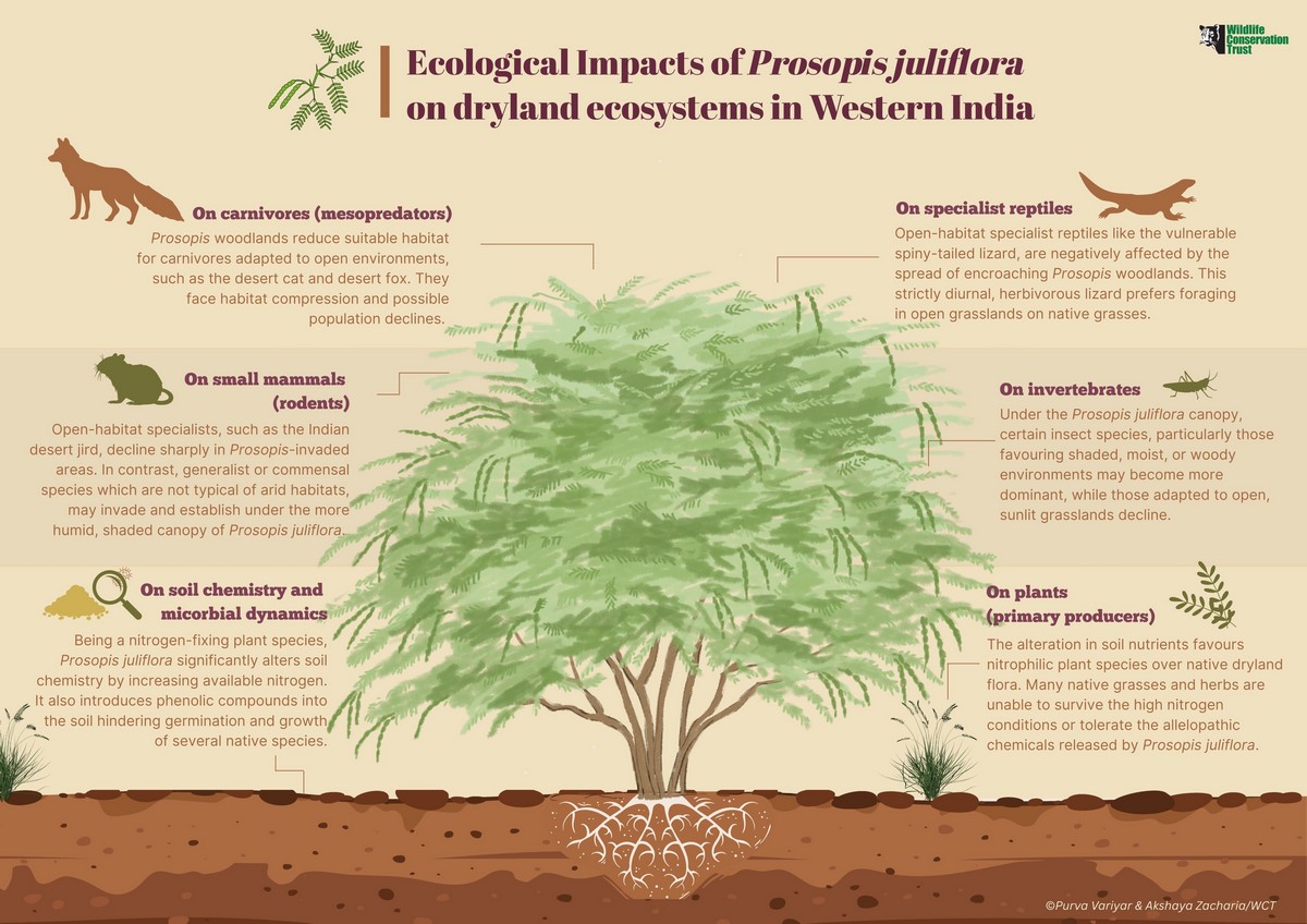 Ecological impacts of Prosopis juliflora on dryland ecosystems in Western India