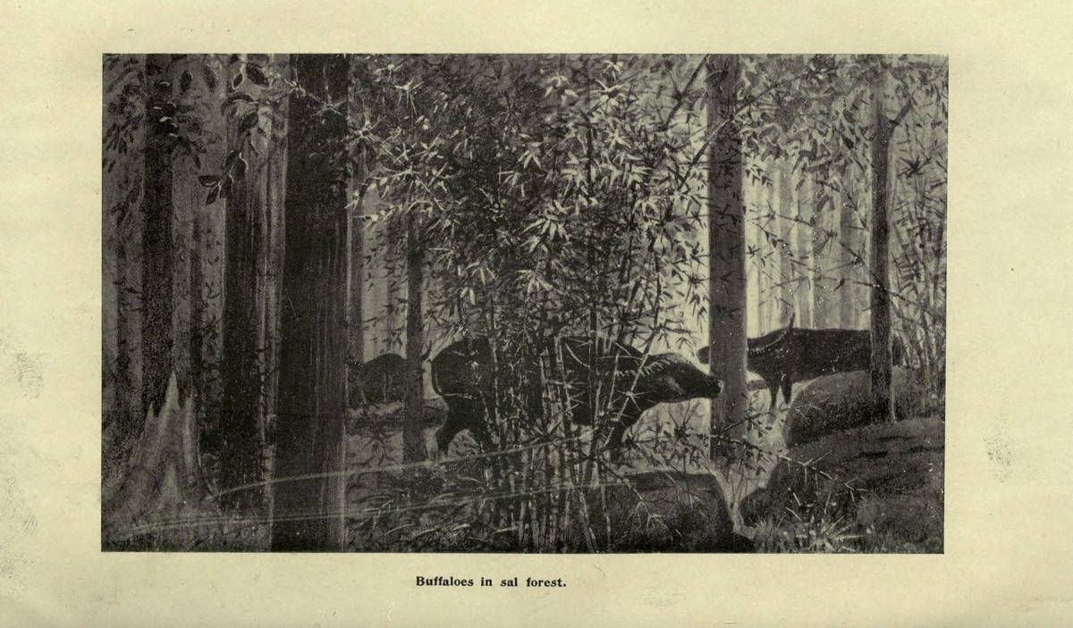 A herd of Central Indian wild buffaloes sketched by Captain A.I.R. Glasfurd, from his book Leaves from an Indian Jungle published in 1903. Photo: Public domain/Captain A.I.R. Glasfurd.