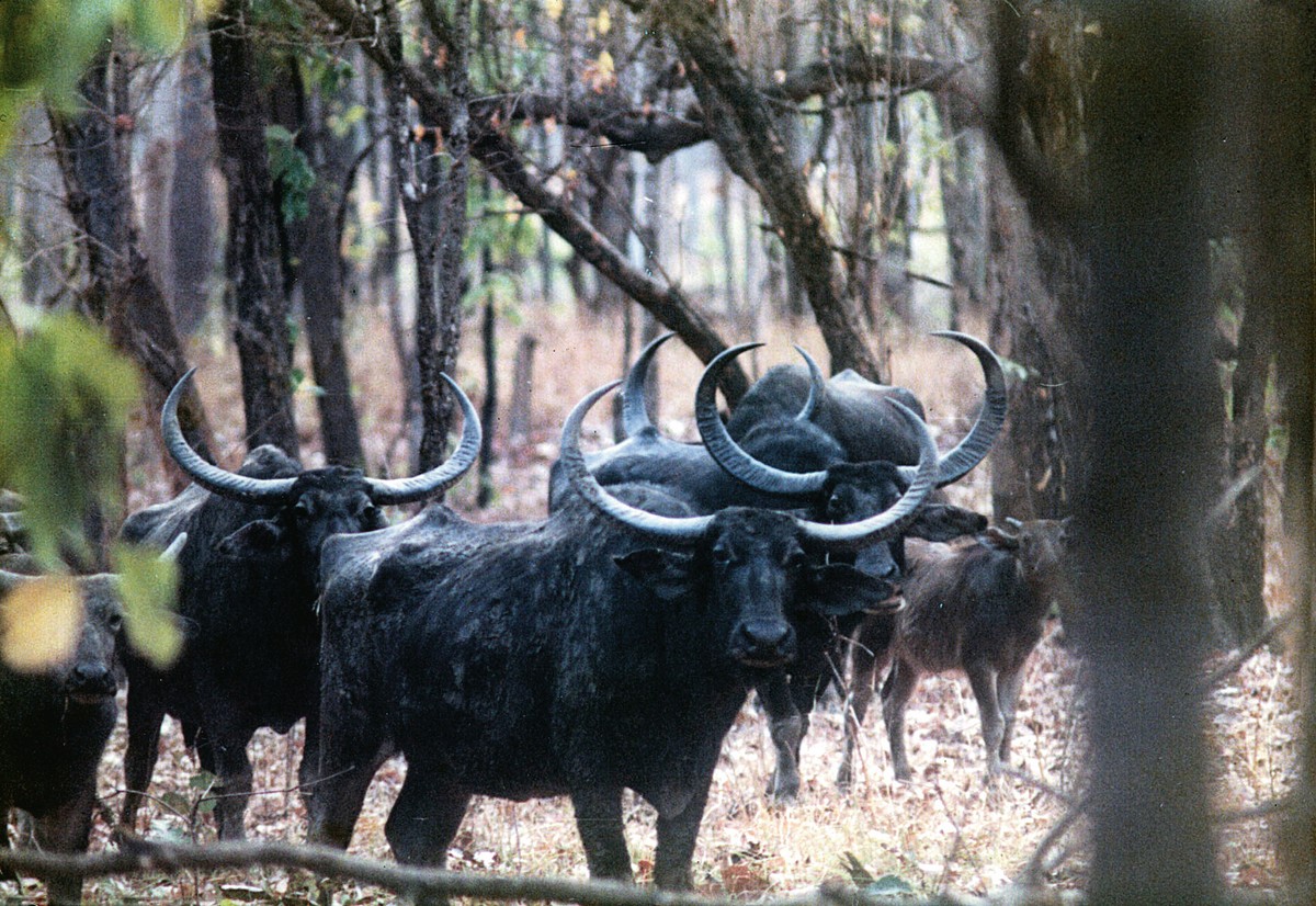 The future of Central Indian wild buffaloes continues to hang by a thread as it remains largely overlooked in conservation initiatives. Photo: P.M. Lad.