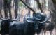 The Wild Buffaloes Of Central India
