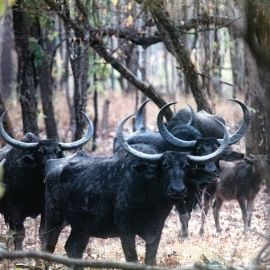 The Wild Buffaloes Of Central India