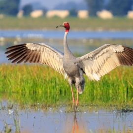 The Sarus Crane Grus antigone, the world’s tallest flying bird, faces a steady population decline in Gondia. Known for its graceful courtship dances and lifelong pair bonds, this bird relies heavily on wetland habitats to feed and breed.