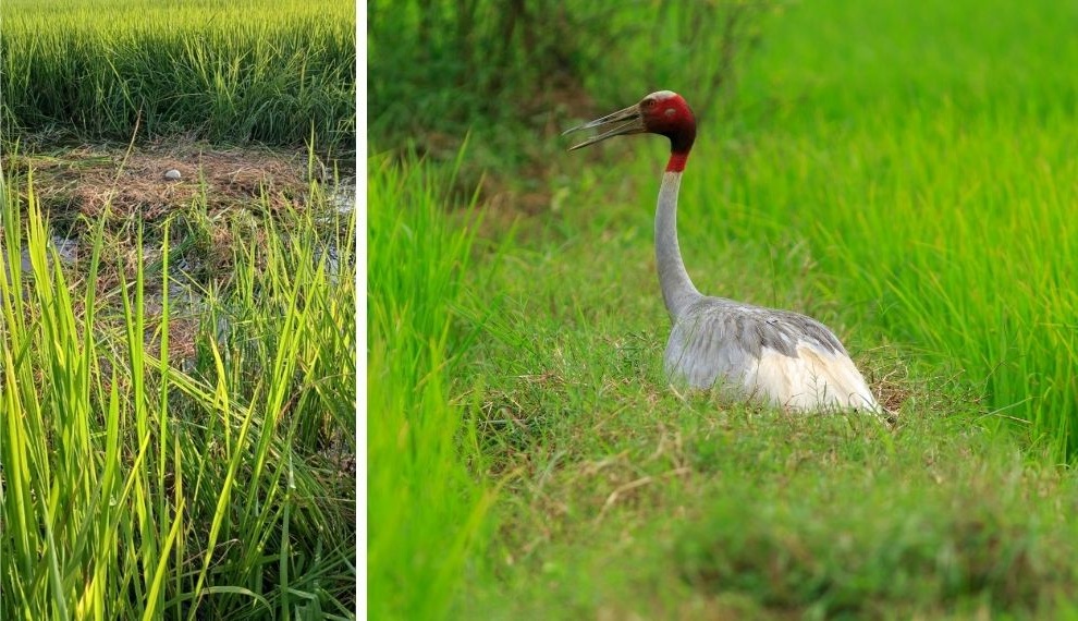 A Sarus Crane nesting in a paddy field, and an abandoned nest. Habitat loss, wetland degradation, and increasing human pressures threaten the species’ chances of survival.