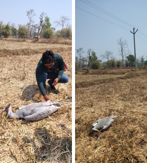 Shashank Ladekar examines the carcass of an electrocuted juvenile Sarus Crane. These young Sarus Cranes died after colliding with overhead wires in Gondia, a tragic reminder of how power lines continue to threaten the species across its range.