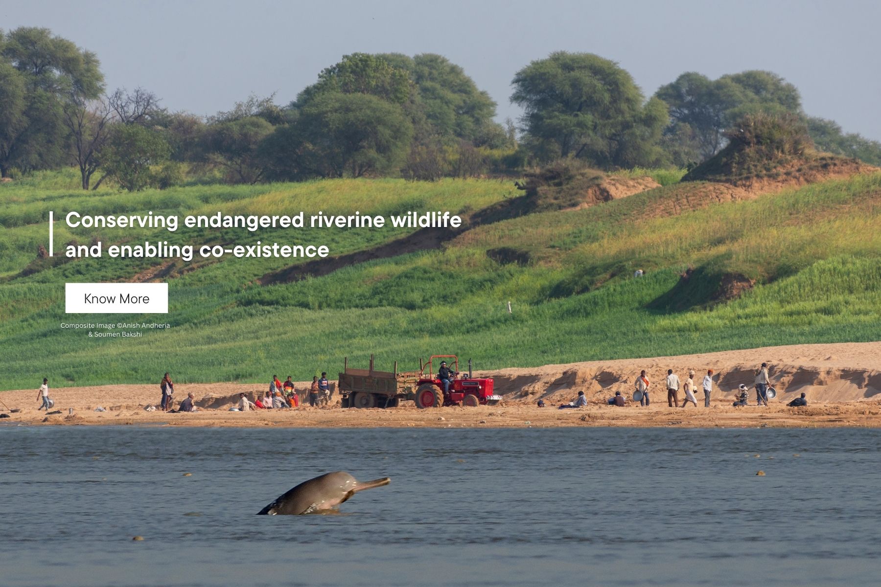 WCT’s Riverine Ecosystems and Livelihoods (REAL) programme seeks to examine the ways in which the objectives of fisheries and wildlife management in India’s Gangetic plains and Central India can be interwoven, specifically in areas where fishing activity and endangered freshwater species overlap. This programme also studies the conflicts over fishing rights in and around terrestrial and riverine or wetland protected areas.