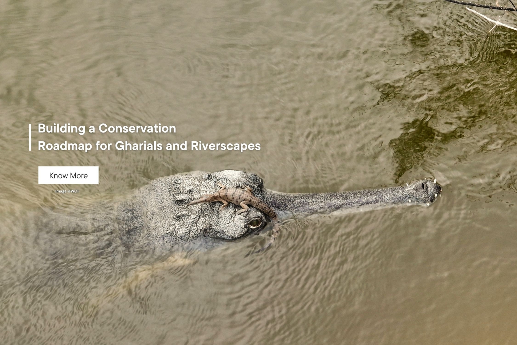 WCT is building a conservation roadmap for gharial conservation under its Programme Makara with an emphasis on Chambal River, and Son, Ghaghra, and Gandak Rivers.