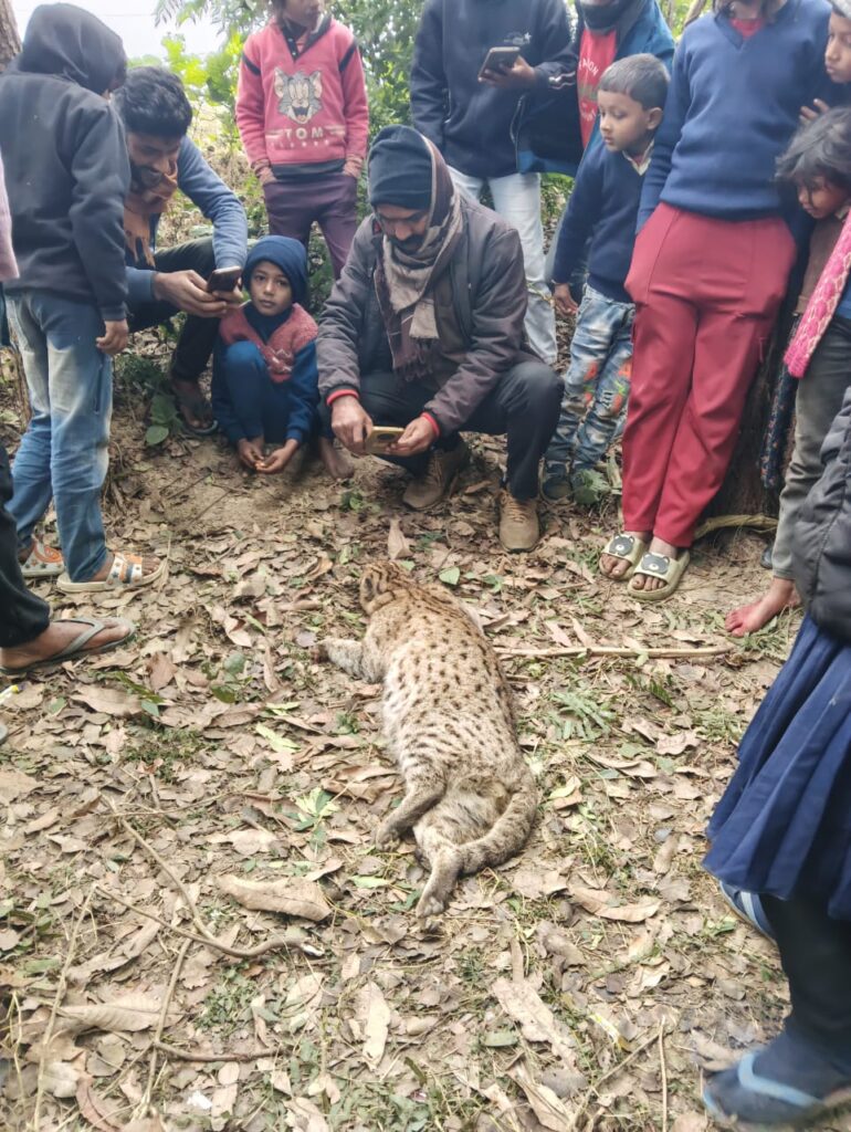 A fishing cat recently found dead in a village in Paschim Champaran, Bihar.