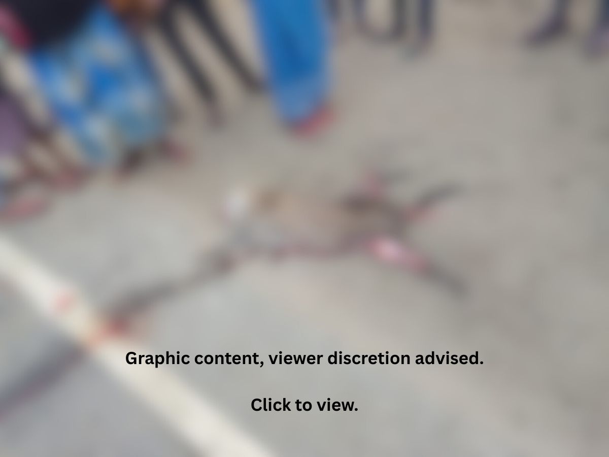 A fishing cat roadkill somewhere in Vaishali district, Bihar.