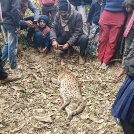 Why The Fishing Cat in North Bihar is in Dire Need of Protection