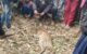 Why The Fishing Cat in North Bihar is in Dire Need of Protection
