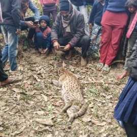 Why The Fishing Cat in North Bihar is in Dire Need of Protection