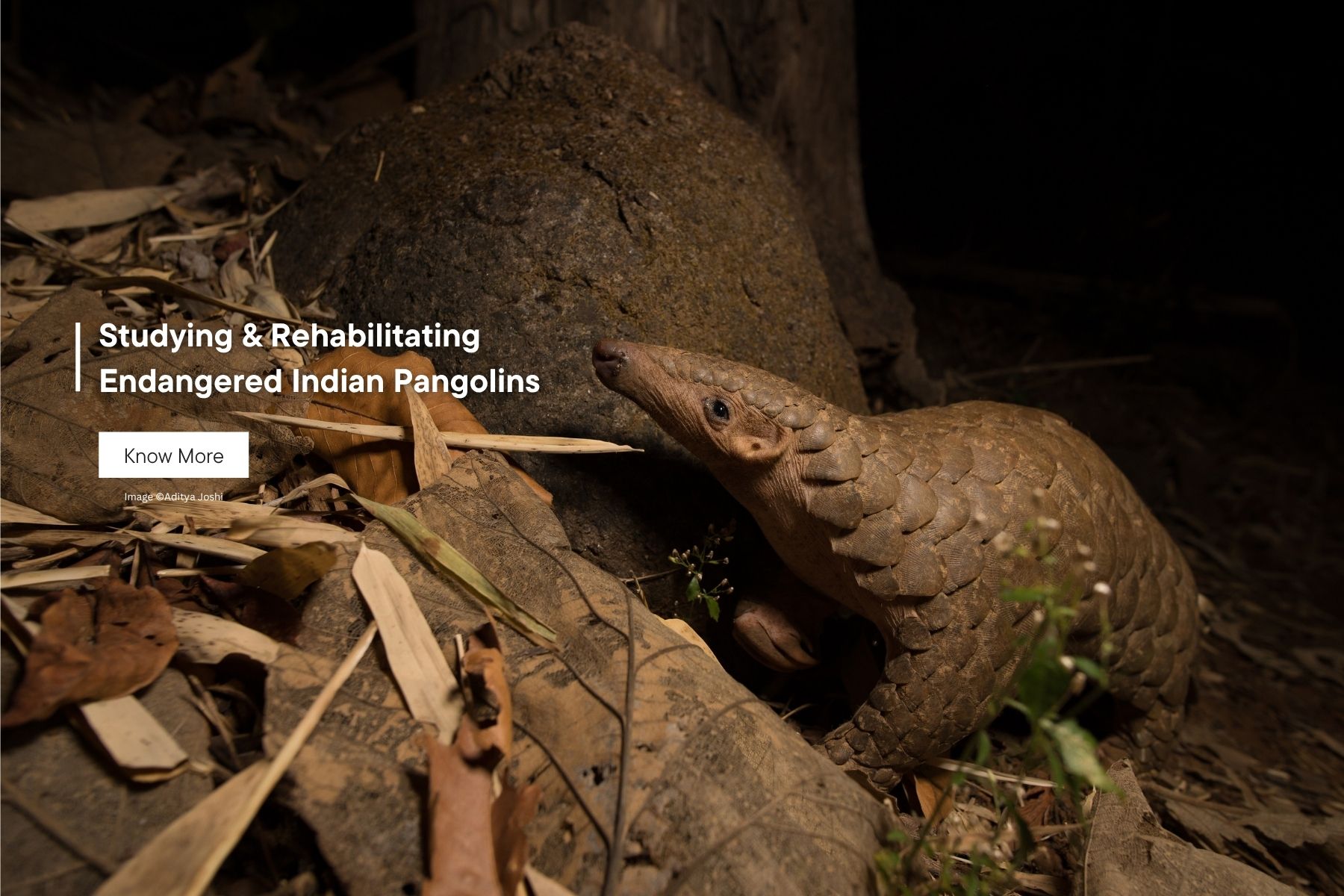 Pangolin Ecology and Conservation