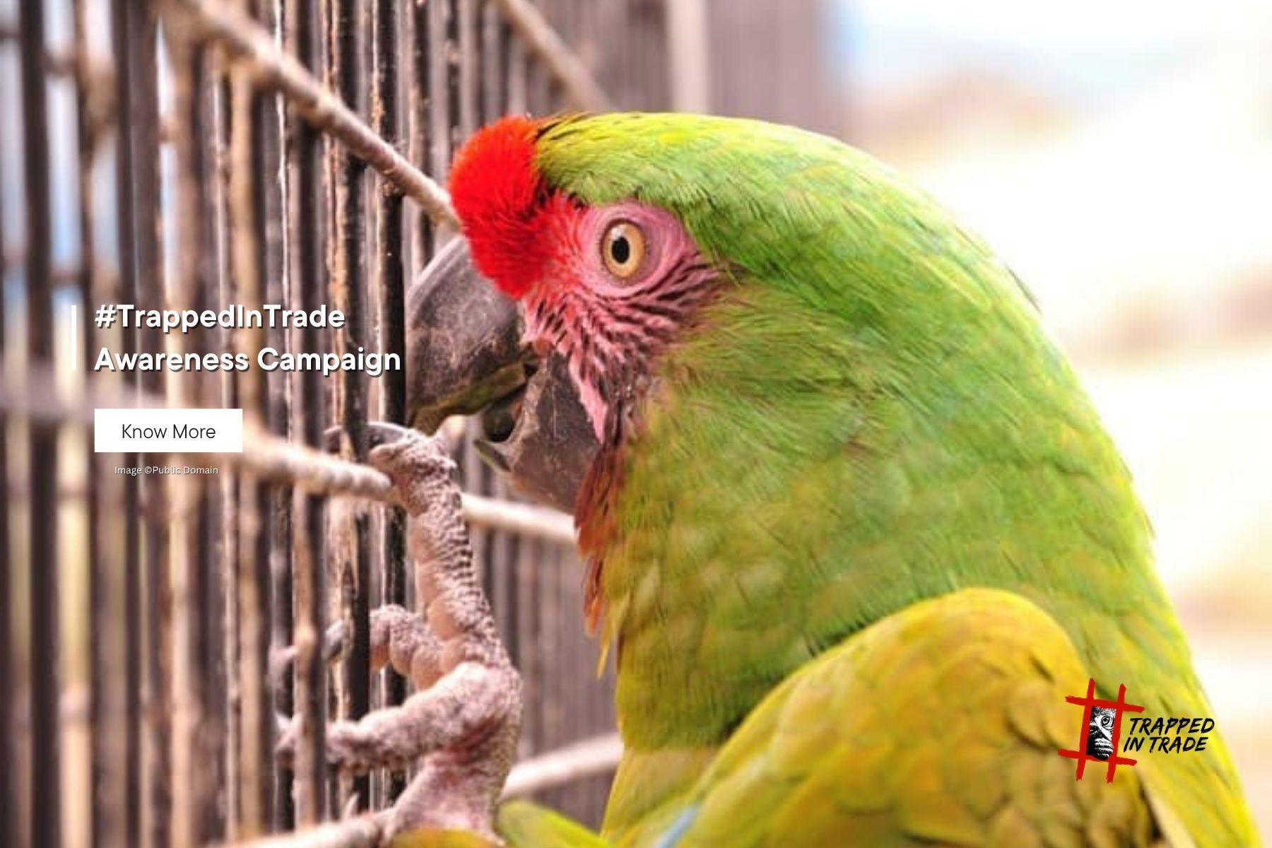 Trapped In Trade – An Awareness Campaign