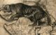Tiger Story: Lost Stripes of Gujarat