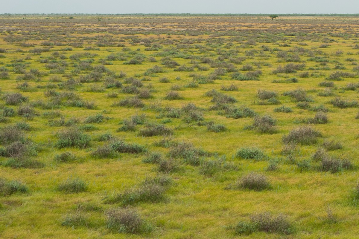 Banni’s expansive plains may be misunderstood as barren ‘wastelands’, but in truth these grasslands form finely tuned Open Natural Ecosystems (ONEs) shaped by weather, wind, water, seasons, and geography.