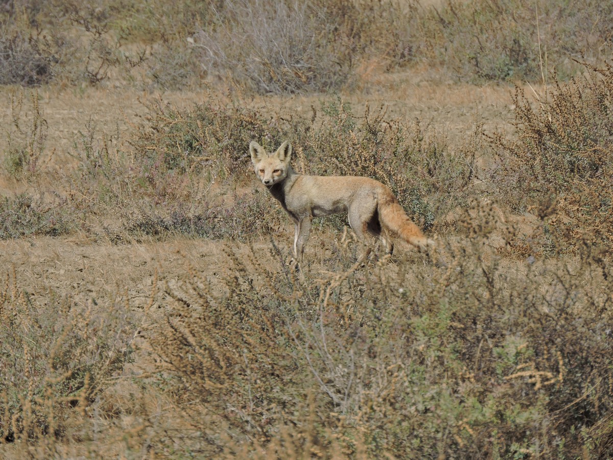 Desert foxes prefer to place their dens in isolated areas away from human habitation, another contrast from what is seen in parts of Rajasthan. As a species that has evolved in open deserts and grasslands, the expansion of Neltuma woodlands in Banni is shrinking its suitable habitat.