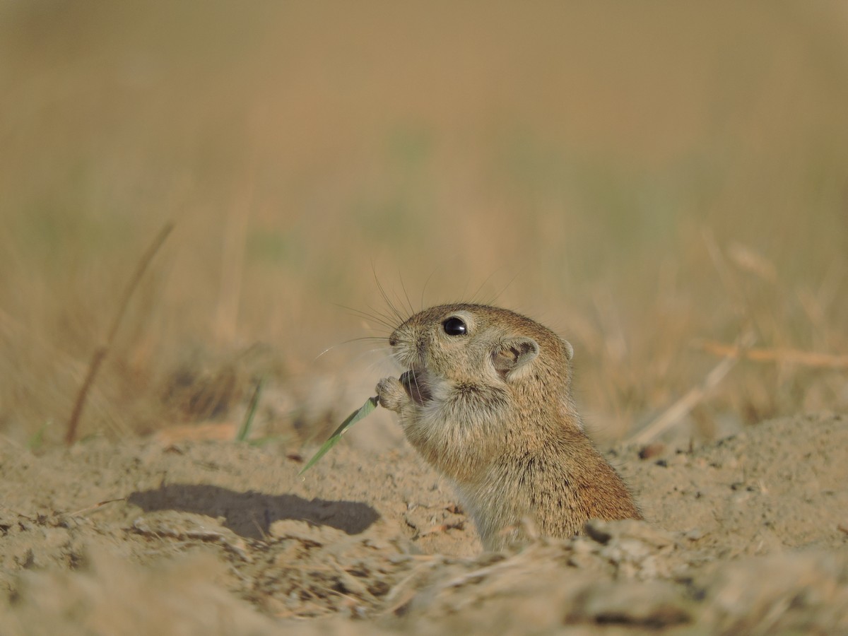 The desert jird are among the mammals found in the dry grasslands of Banni, which live a largely fossorial existence in burrows underground.
