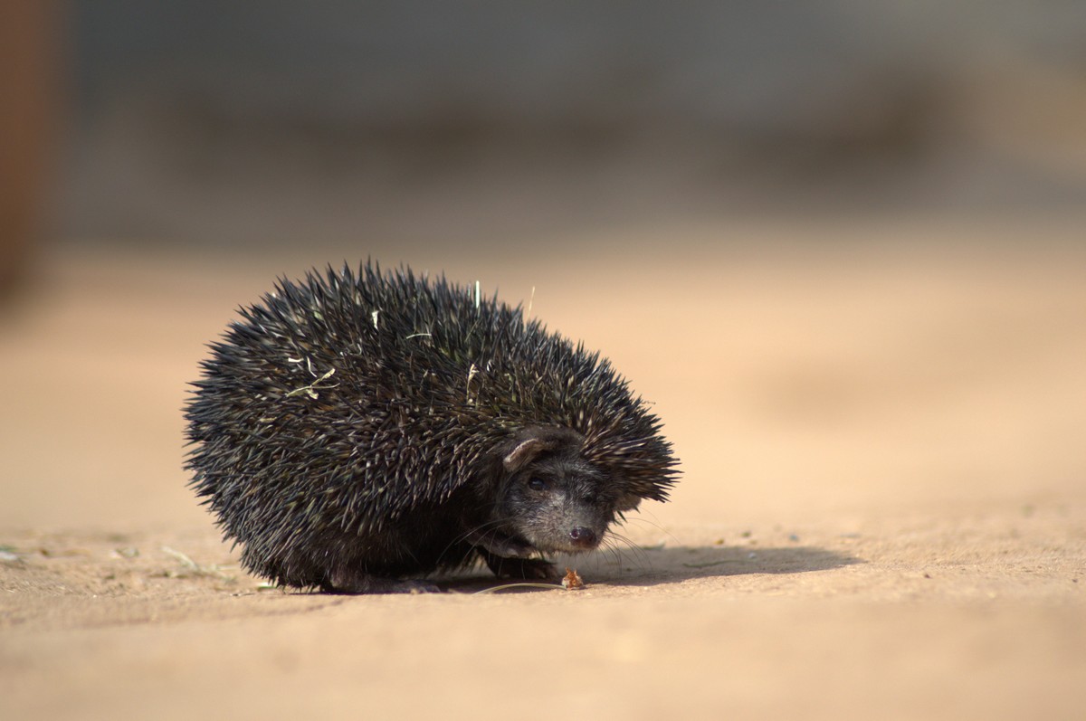 The Indian long-eared hedgehog are among the mammals found in the dry grasslands of Banni, which live a largely fossorial existence in burrows underground.