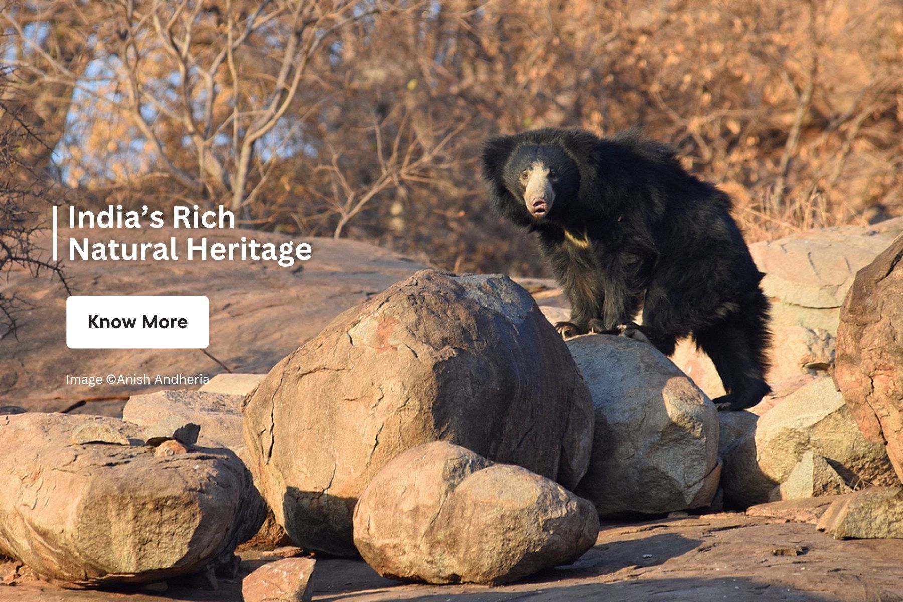 Donate to Wildlife Conservation