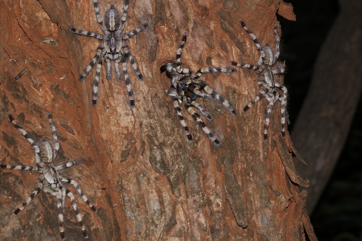 A mature female Salem ornamental tarantula (centre) surrounded by her adult daughters on the trunk of an Albizia amara tree.