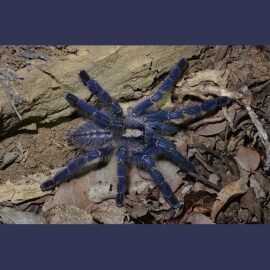The peacock tarantula, also known as the Gooty tarantula – because in 1899 one was inadvertently transported in a wood pile to a railway timber yard in Gooty, Andhra Pradesh, where it was later sighted, leading to the species’ discovery – is particularly at risk from traders, breeders, and hobbyist exotic animal keepers.