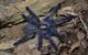 The peacock tarantula, also known as the Gooty tarantula – because in 1899 one was inadvertently transported in a wood pile to a railway timber yard in Gooty, Andhra Pradesh, where it was later sighted, leading to the species’ discovery – is particularly at risk from traders, breeders, and hobbyist exotic animal keepers.
