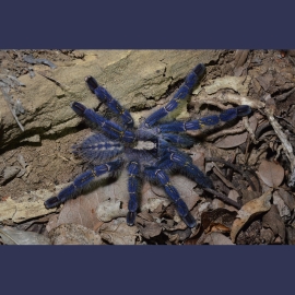 The peacock tarantula, also known as the Gooty tarantula – because in 1899 one was inadvertently transported in a wood pile to a railway timber yard in Gooty, Andhra Pradesh, where it was later sighted, leading to the species’ discovery – is particularly at risk from traders, breeders, and hobbyist exotic animal keepers.