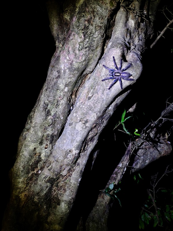 A female peacock tarantula emerges from her tree hollow at night, when these spiders are the most active.