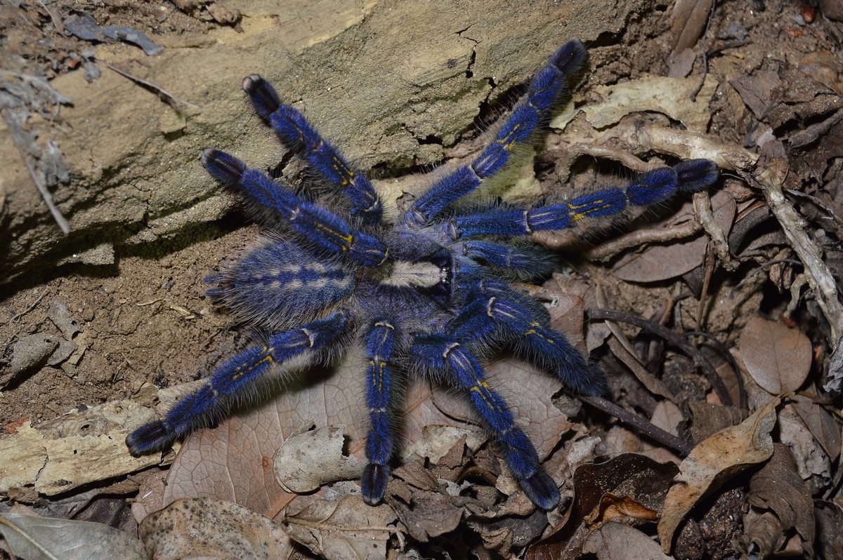 In Search of Tarantulas of the Eastern Ghats