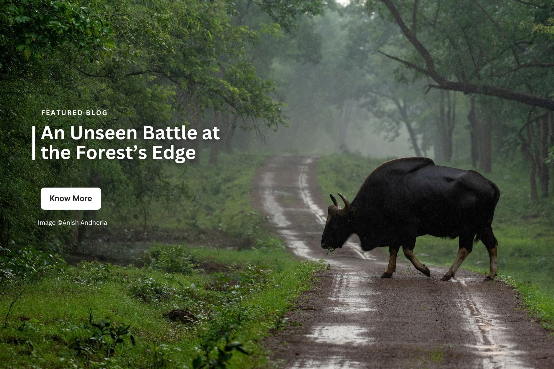 An Unseen Battle at the Forest’s Edge