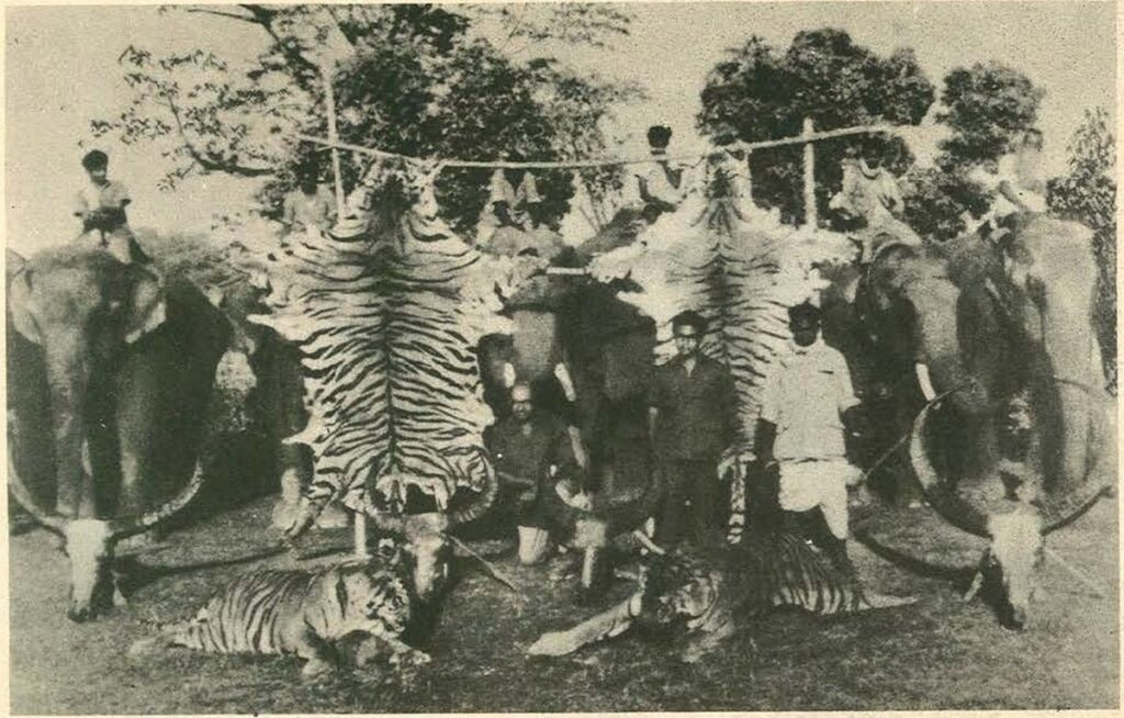 The Road to Project Tiger