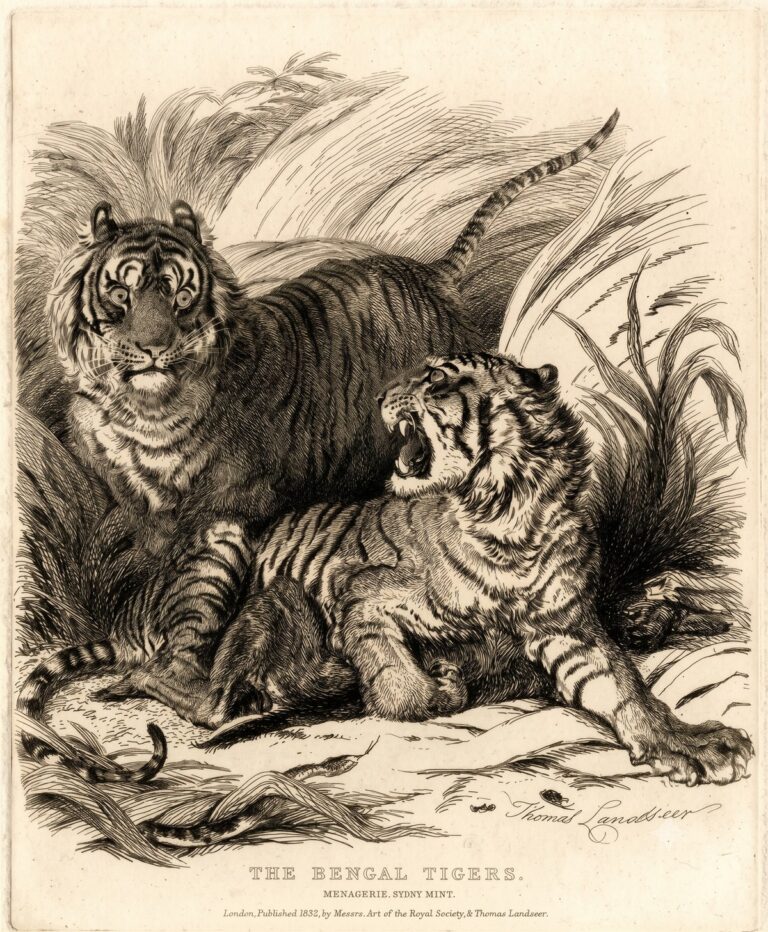 The Road to Project Tiger