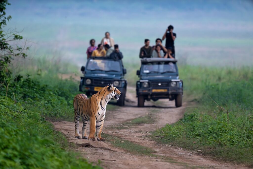 The Economics of a Living Tiger: Regulated jeep safaris are not the principal cause of human-tiger conflict. When properly managed, they are instruments that finance conservation infrastructure, sustain rural livelihoods, and incentivise coexistence.