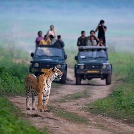 The Economics of a Living Tiger