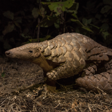 World Pangolin Day 2024 (Hindi)