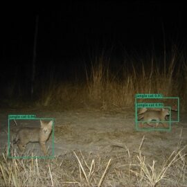 Wildlife Conservation Trust (WCT), in collaboration with Aadax Data Science, has developed an automated species recognition model specifically for the Central Indian landscape. This tool leverages machine learning and computer vision algorithms to automate the species classification process, addressing this critical bottleneck in wildlife research methodology.