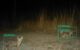 Wildlife Conservation Trust (WCT), in collaboration with Aadax Data Science, has developed an automated species recognition model specifically for the Central Indian landscape. This tool leverages machine learning and computer vision algorithms to automate the species classification process, addressing this critical bottleneck in wildlife research methodology.