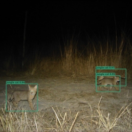 Wildlife Conservation Trust (WCT), in collaboration with Aadax Data Science, has developed an automated species recognition model specifically for the Central Indian landscape. This tool leverages machine learning and computer vision algorithms to automate the species classification process, addressing this critical bottleneck in wildlife research methodology.