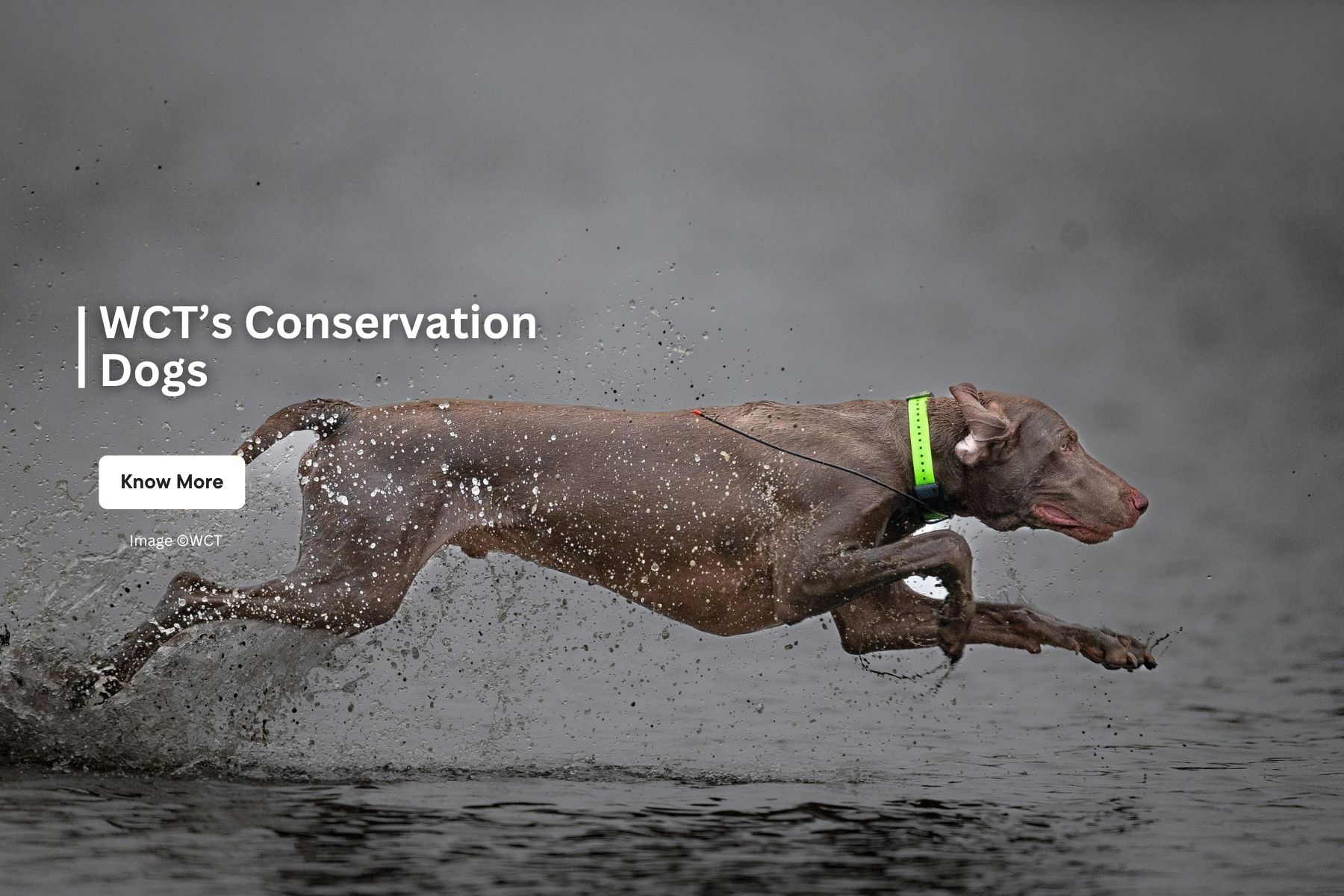 WCT’s Conservation Dogs Units (CDU) comprises, at the moment, three specially trained working dogs to carry out varied tasks related to detection of target species or indirect evidence left behind by wildlife or wildlife poachers, and a well-trained staff which works in tandem with these extraordinary dogs. The olfactory capabilities of dogs aid in ongoing conservation efforts and investigations.