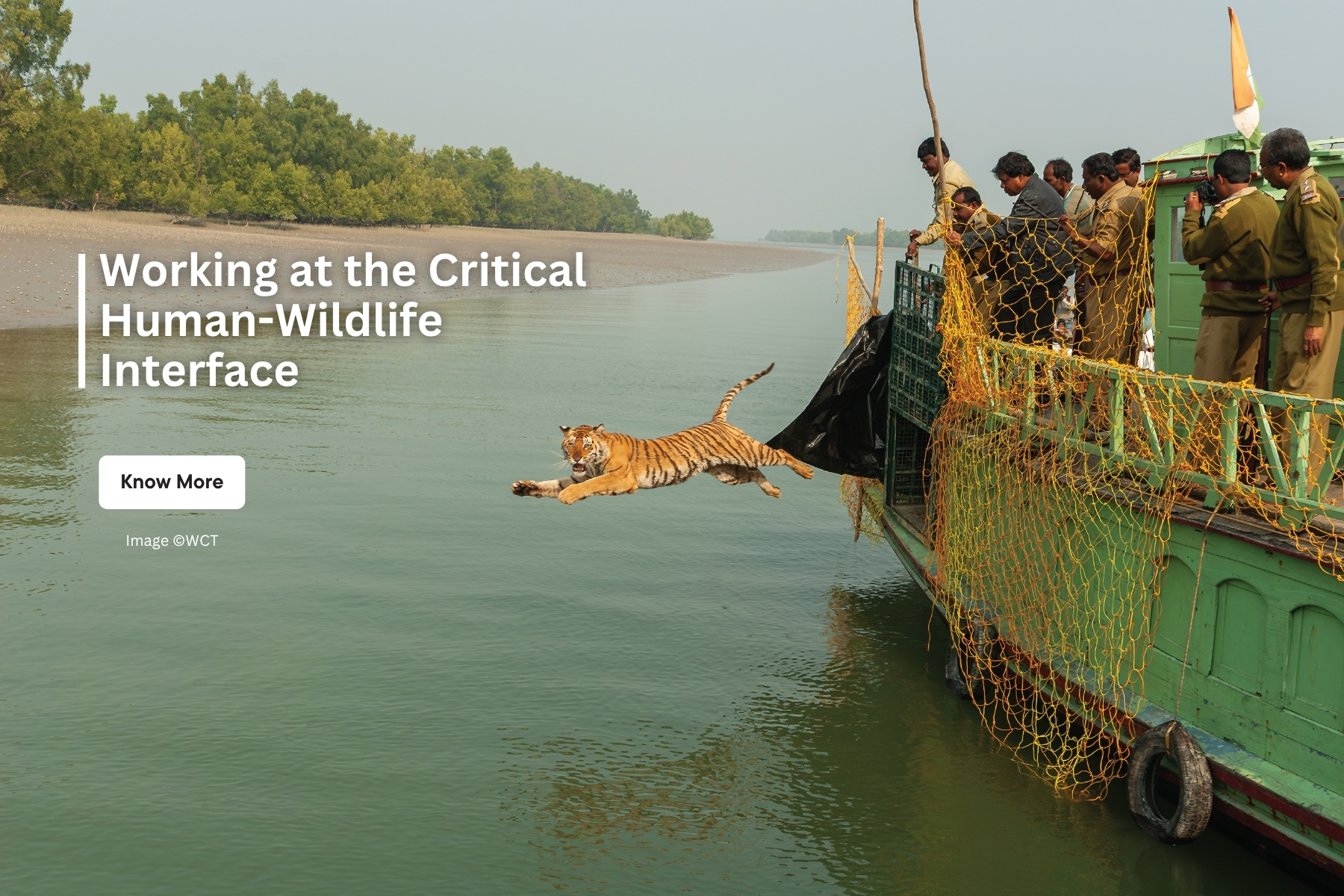 When humans and wildlife live alongside each other, there is bound to be some interaction. Often, humans perceive such interactions as conflict, endangering the lives of both people and wildlife. WCT works closely with state forest departments to mitigate conflict and minimise losses on either side. WCT’s Human-Wildlife Interface Management (HWIM) division trains forest staff in reducing damage during conflict situations and assists the Forest Department in devising long-term solutions.