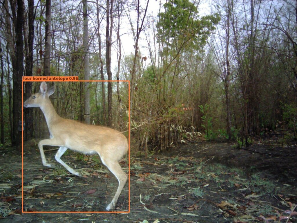 Wildlife Conservation Trust (WCT), in collaboration with Aadax Data Science, has developed an automated species recognition model specifically for the Central Indian landscape. This tool leverages machine learning and computer vision algorithms to automate the species classification process, addressing this critical bottleneck in wildlife research methodology.