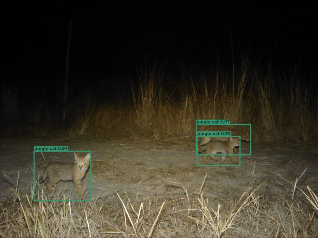 Wildlife Conservation Trust (WCT), in collaboration with Aadax Data Science, has developed an automated species recognition model specifically for the Central Indian landscape. This tool leverages machine learning and computer vision algorithms to automate the species classification process, addressing this critical bottleneck in wildlife research methodology.