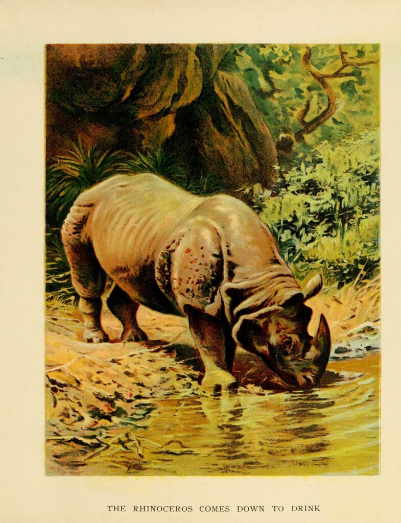 Rhinos in Uttarakhand