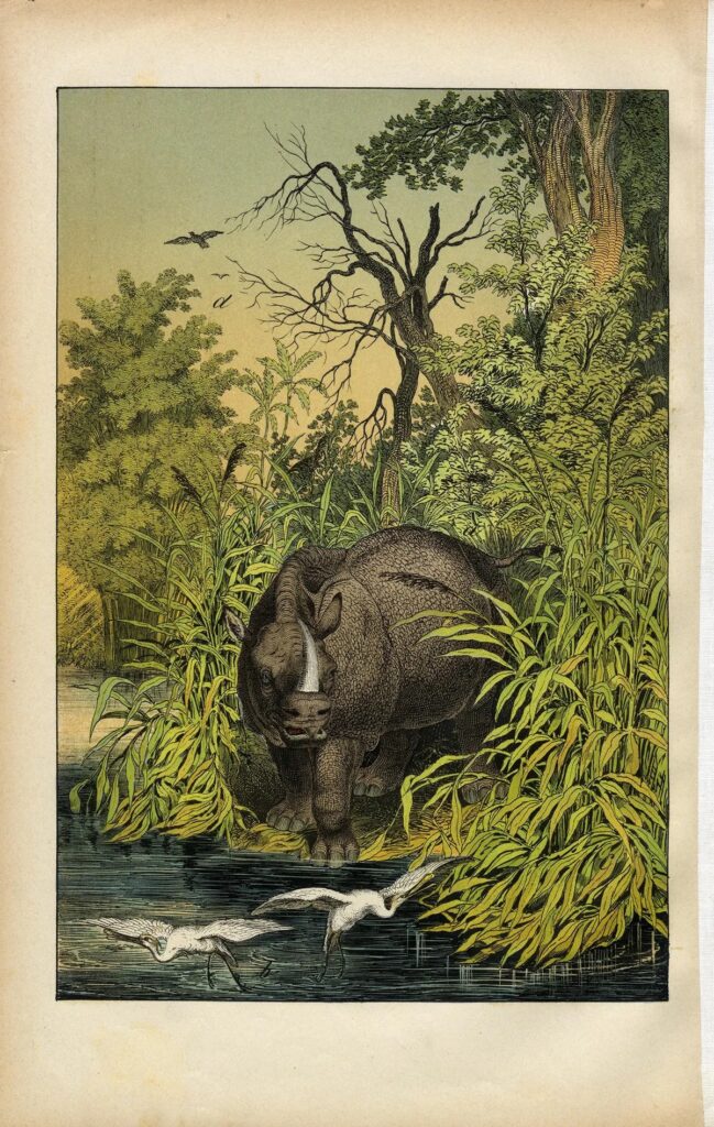 Rhinos in Uttarakhand