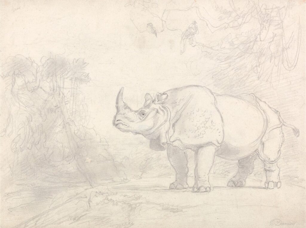 Rhinos in Uttarakhand