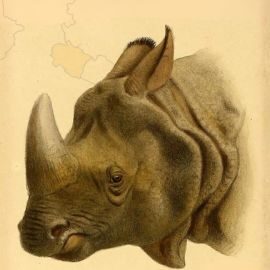 Rhinos in Uttarakhand